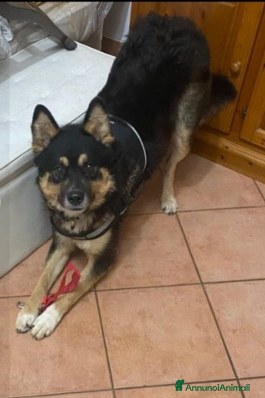 Meticcio cani in regalo: Pastorino 18mesi L HANNO ISOLATO DA CASA! MANTOVA a Città metropolitana di Milano - Annuncio 2