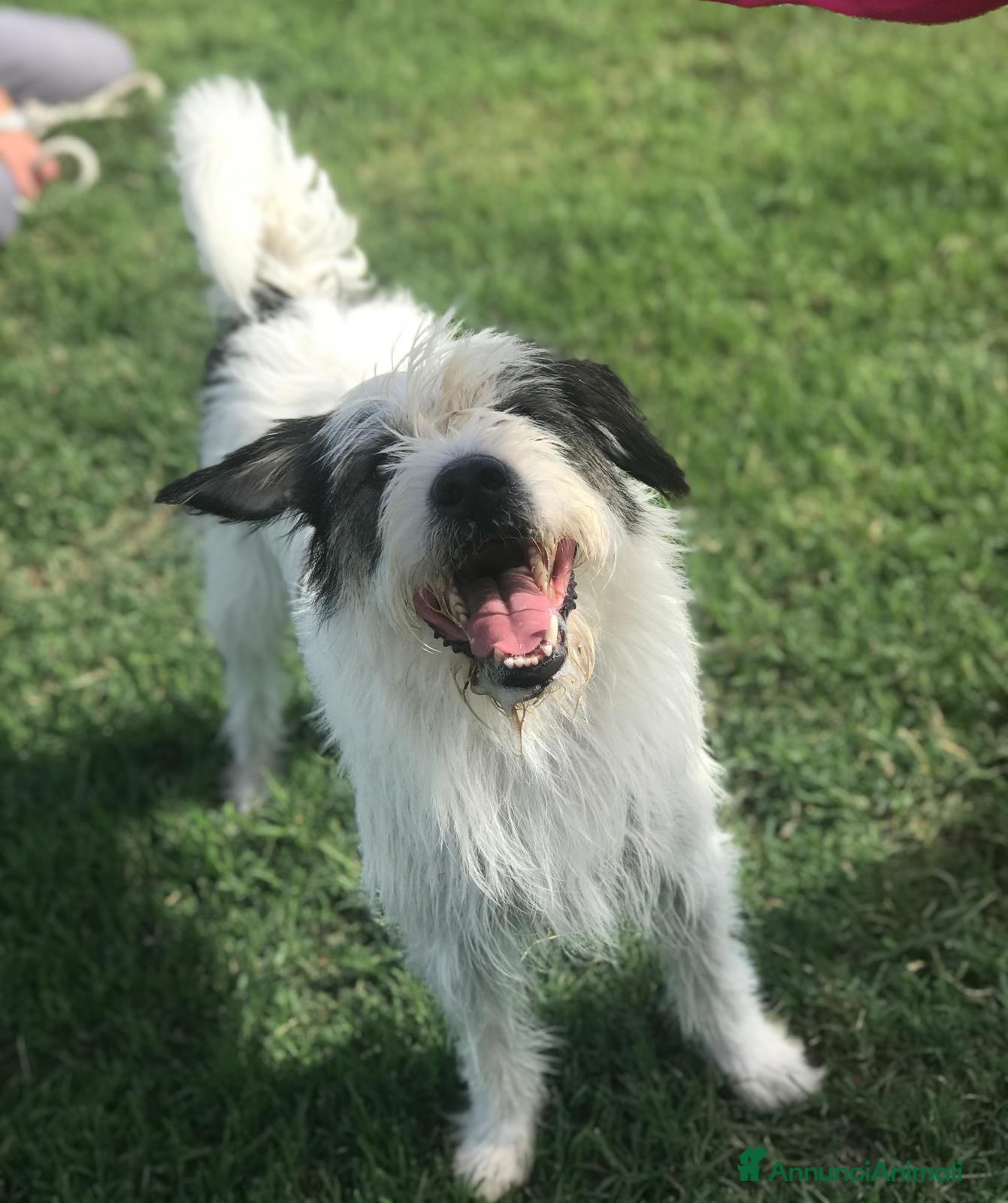 Spinone cani Cirillo, spinoncino dalle sette bellezze a Provincia di Latina - Annuncio 2