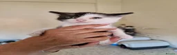 Meticcio gatti in regalo: Scacco gattino bellissimo - Annuncio 2