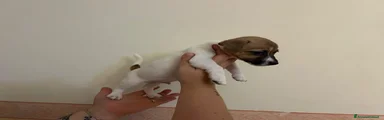 Jack Russell 2