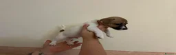 Jack Russell cani in vendita: cuccioli di jack russell a Provincia di Pescara - Annuncio 8
