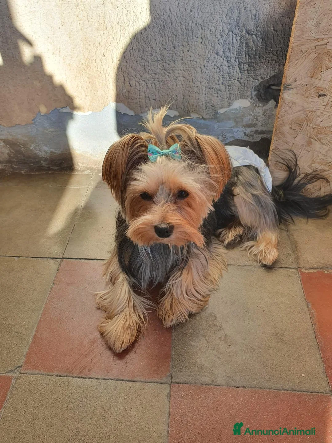 Yorkshire cani in vendita: Yorkshire maschio  - Annuncio 2