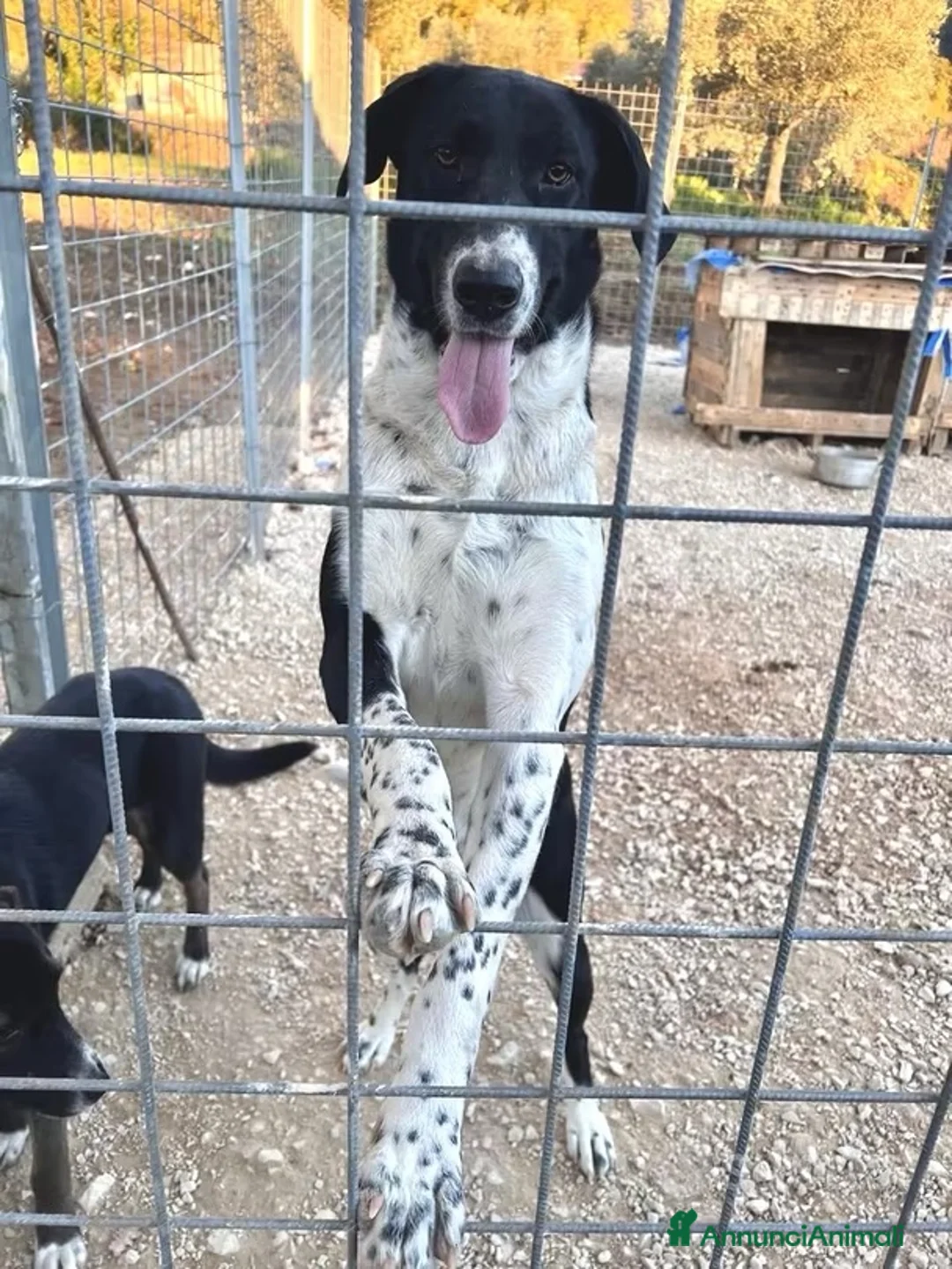 Meticcio cani in regalo: Luna tg media 7mesi  - Annuncio 2