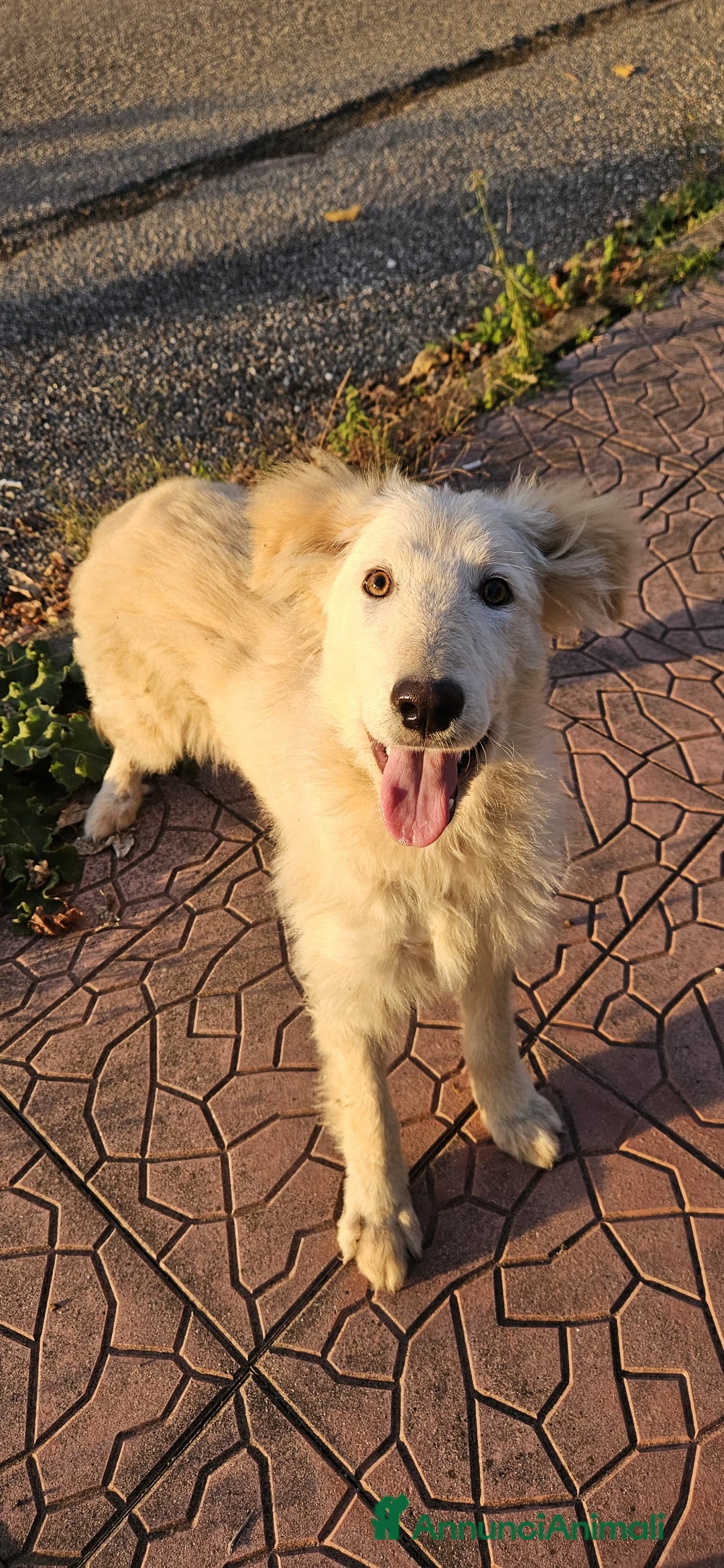 Meticcio cani in regalo: UNA MAMMA PER AKY  - Annuncio 4