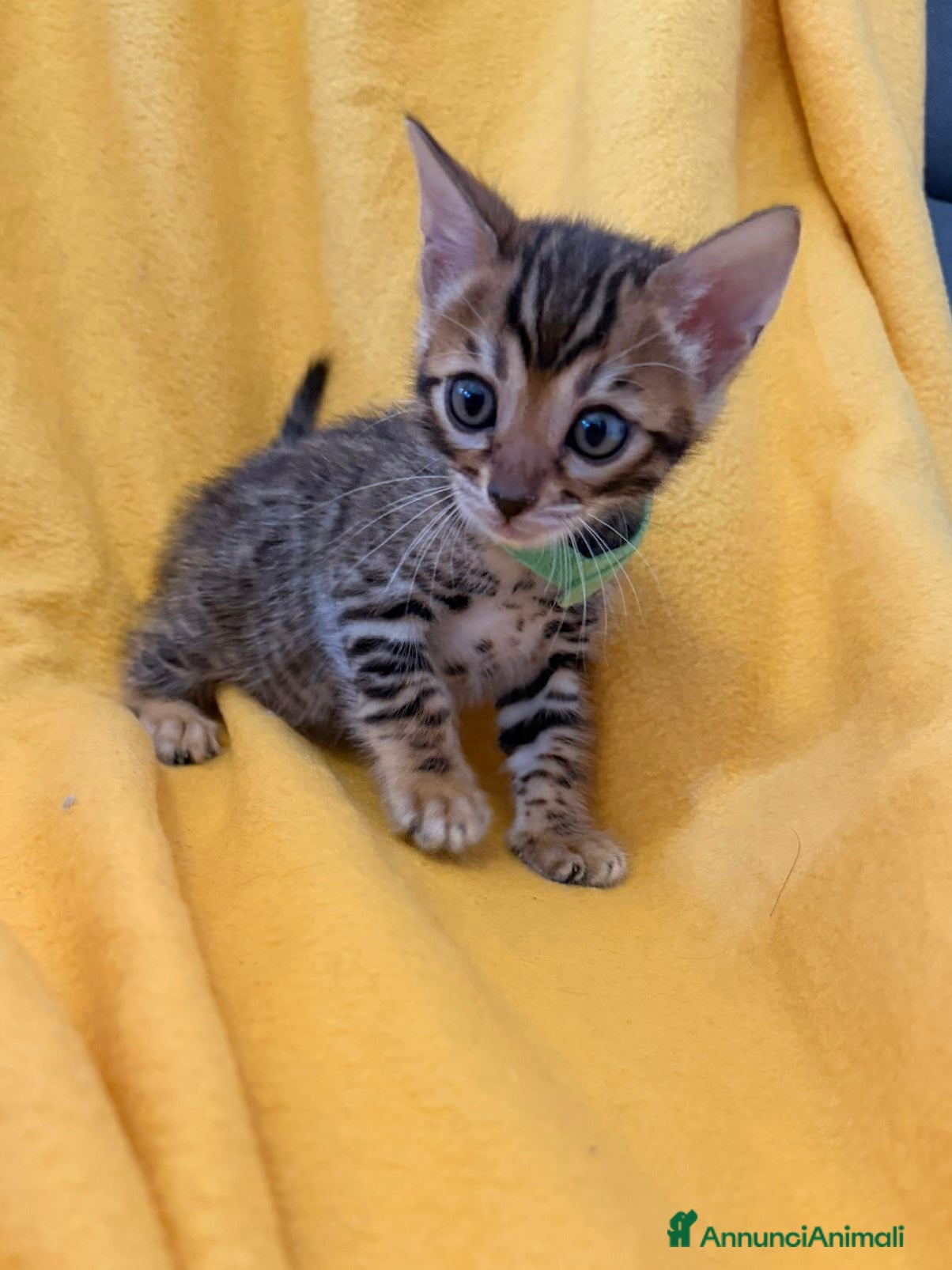 Bengala gatti Disponibile cucciolo di Bengala - Annuncio 1