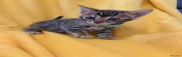 Bengala gatti in vendita: Disponibile cucciolo di Bengala - Annuncio 1