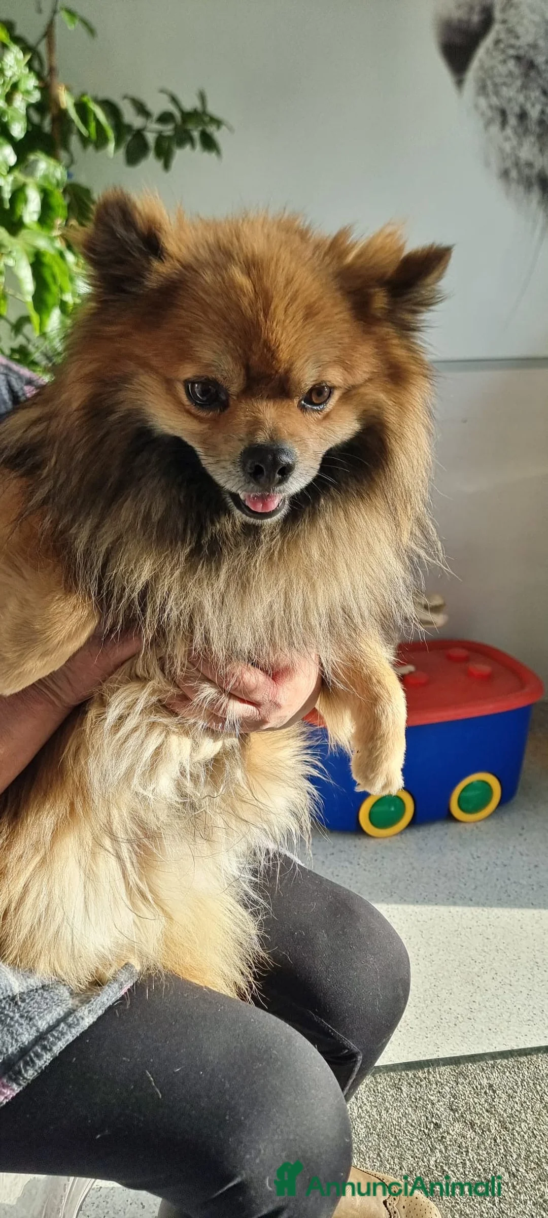 Meticcio cani in regalo: PINO 💙 - cerca una famiglia. Per davvero…🥺 - Annuncio 13