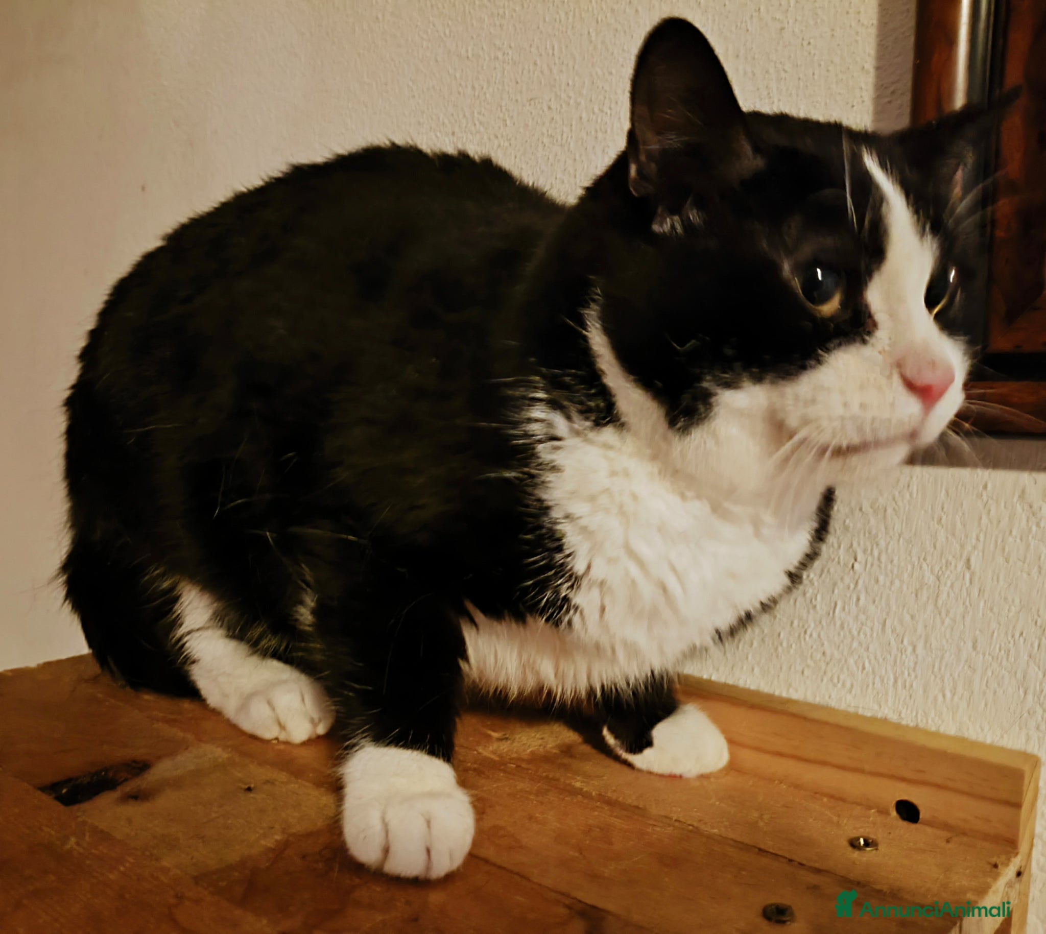 Meticcio gatti Felix cerca nuova famiglia - Annuncio 15