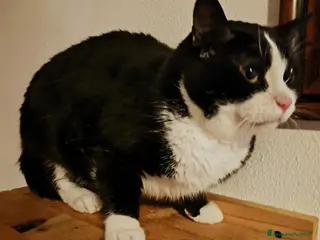 Meticcio gatti Felix cerca nuova famiglia - Annuncio 15