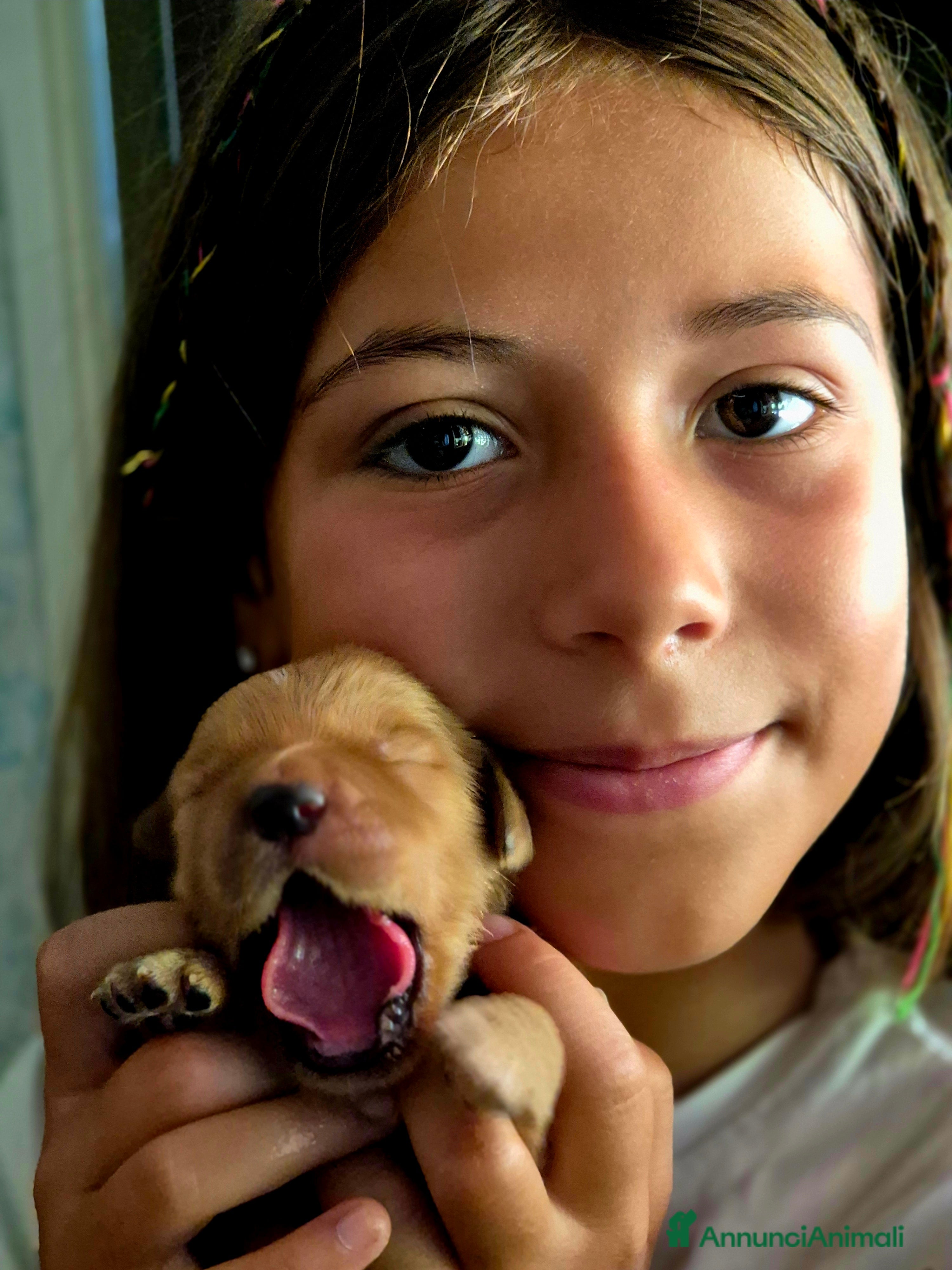 Golden Retriever cani Cucciolata 100% americana  - Annuncio 25