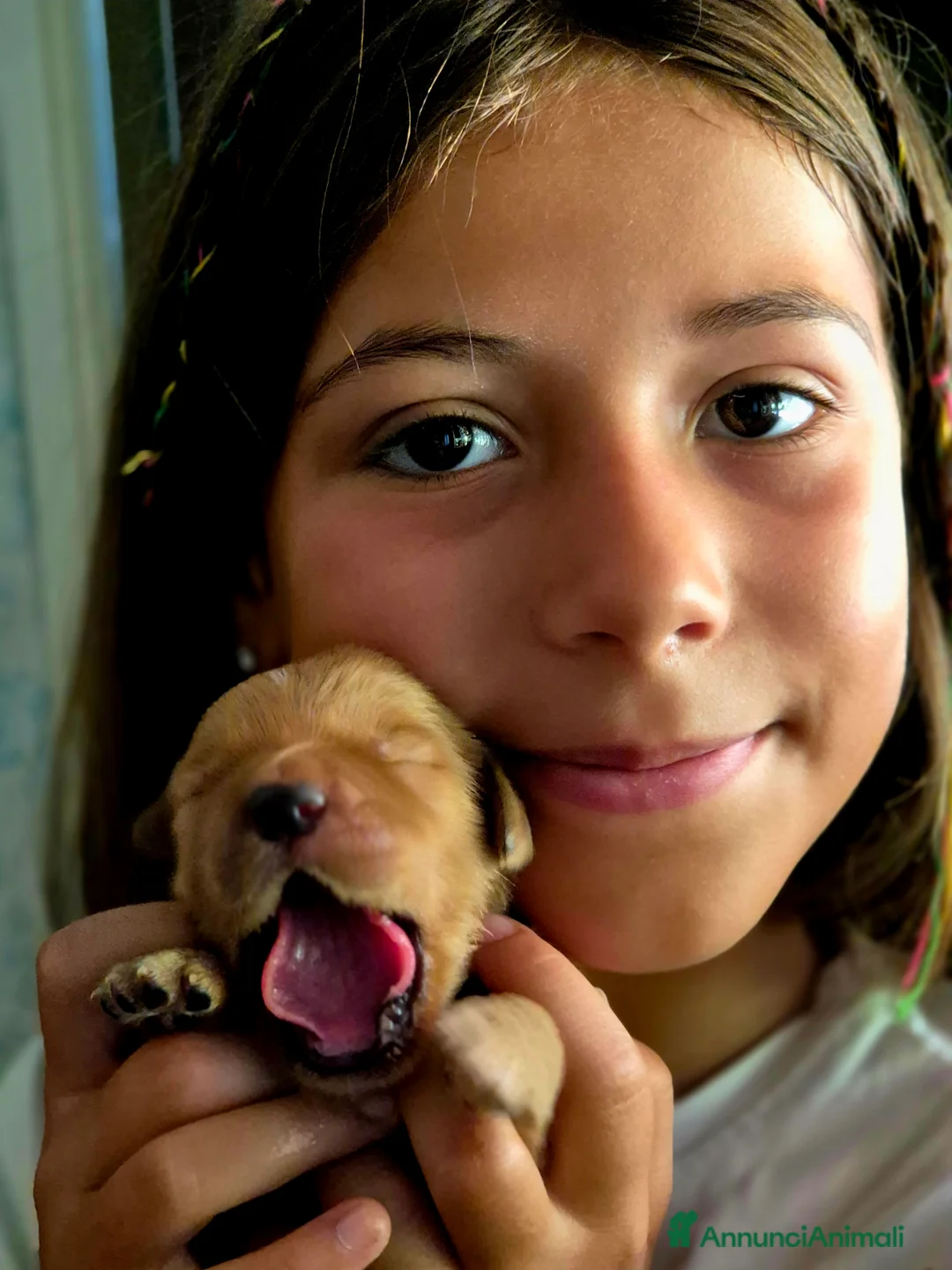 Golden Retriever cani in vendita: Cucciolata 100% americana  - Annuncio 1