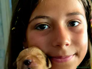 Golden Retriever cani Cucciolata 100% americana - Annuncio 20