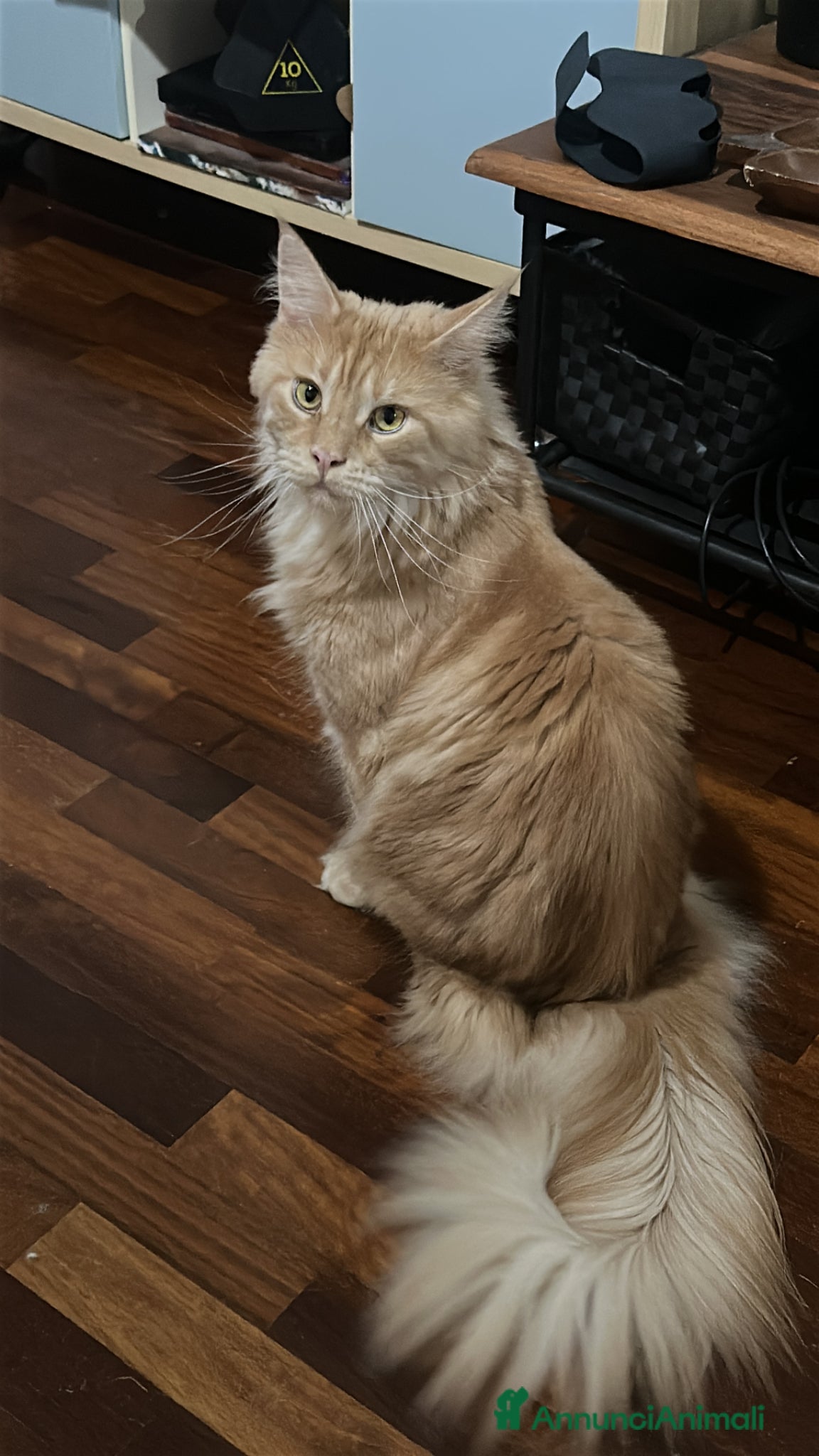 Maine Coon gatti Gatti di razza 3 anni e 2  sterilizzati entrambe   - Annuncio 17