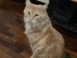 Maine Coon gatti Gatti di razza 3 anni e 2 sterilizzati entrambe - Annuncio 17