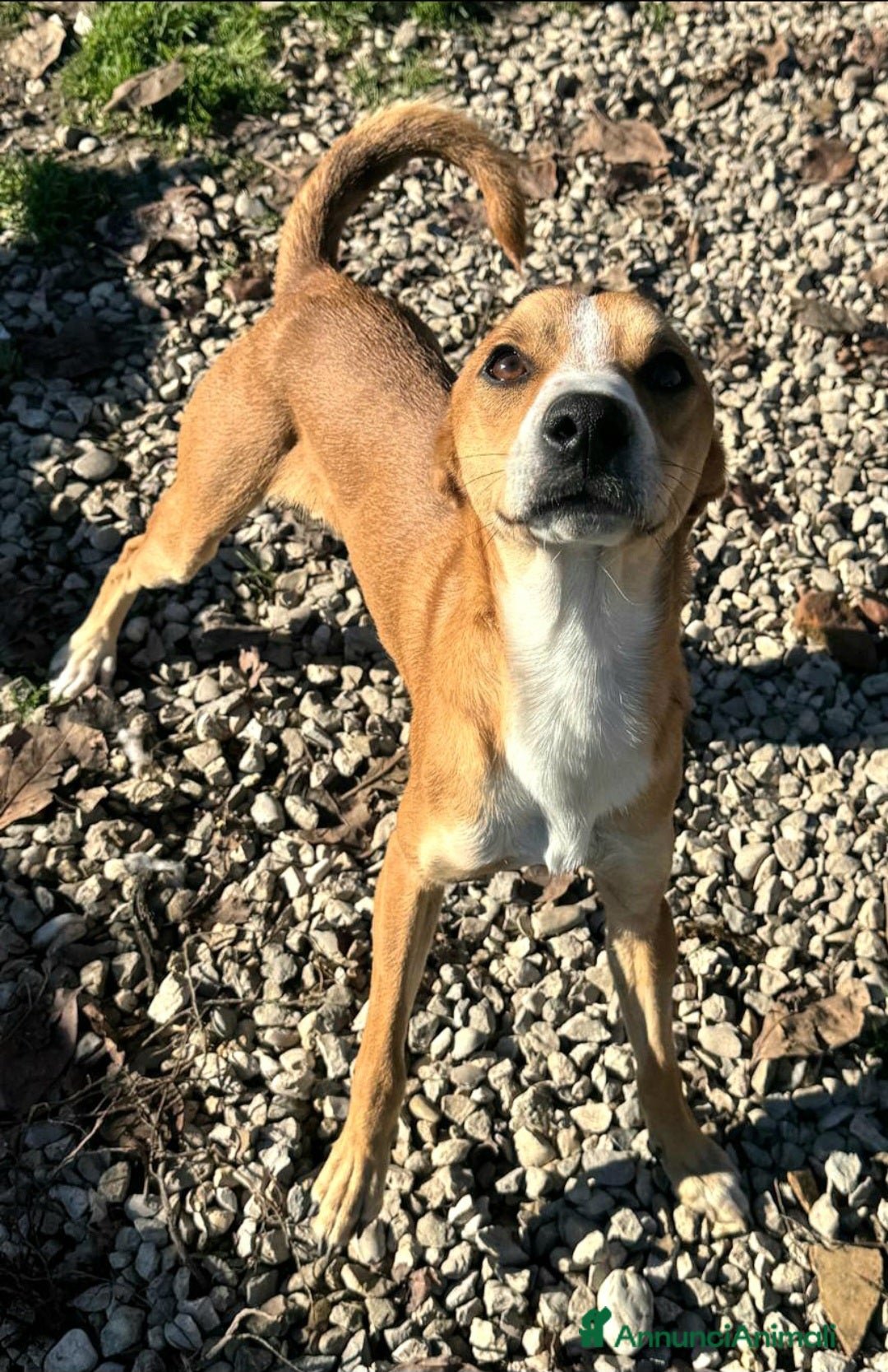 Meticcio cani in regalo: Anacleto 7 mesi taglia piccola  - Annuncio 3