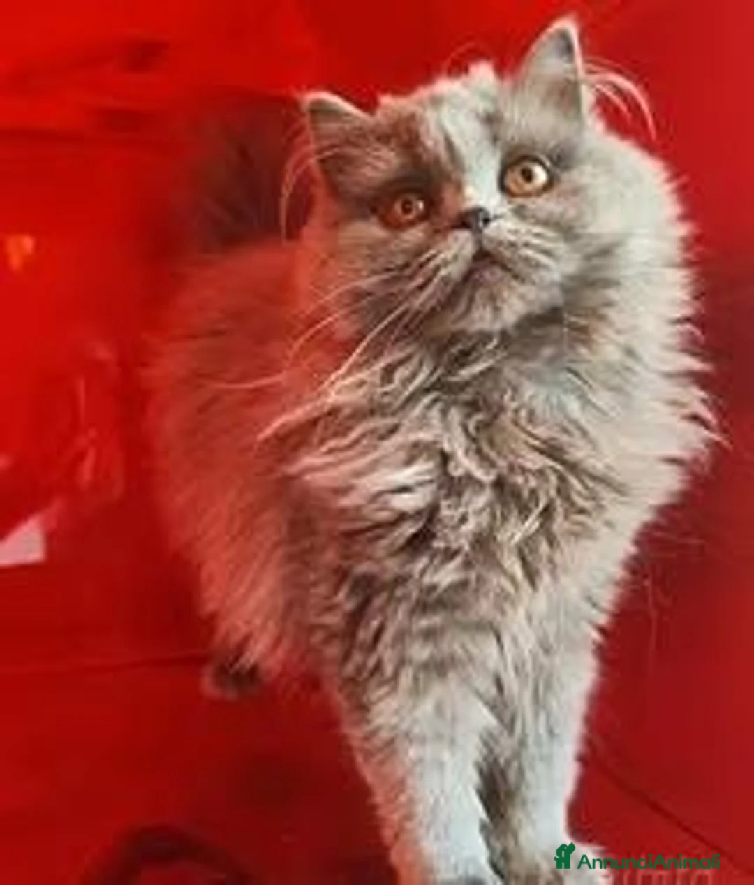 Scottish gatti in vendita: Cuccioli Scottish fold e straight pedigree ENFI - Annuncio 2