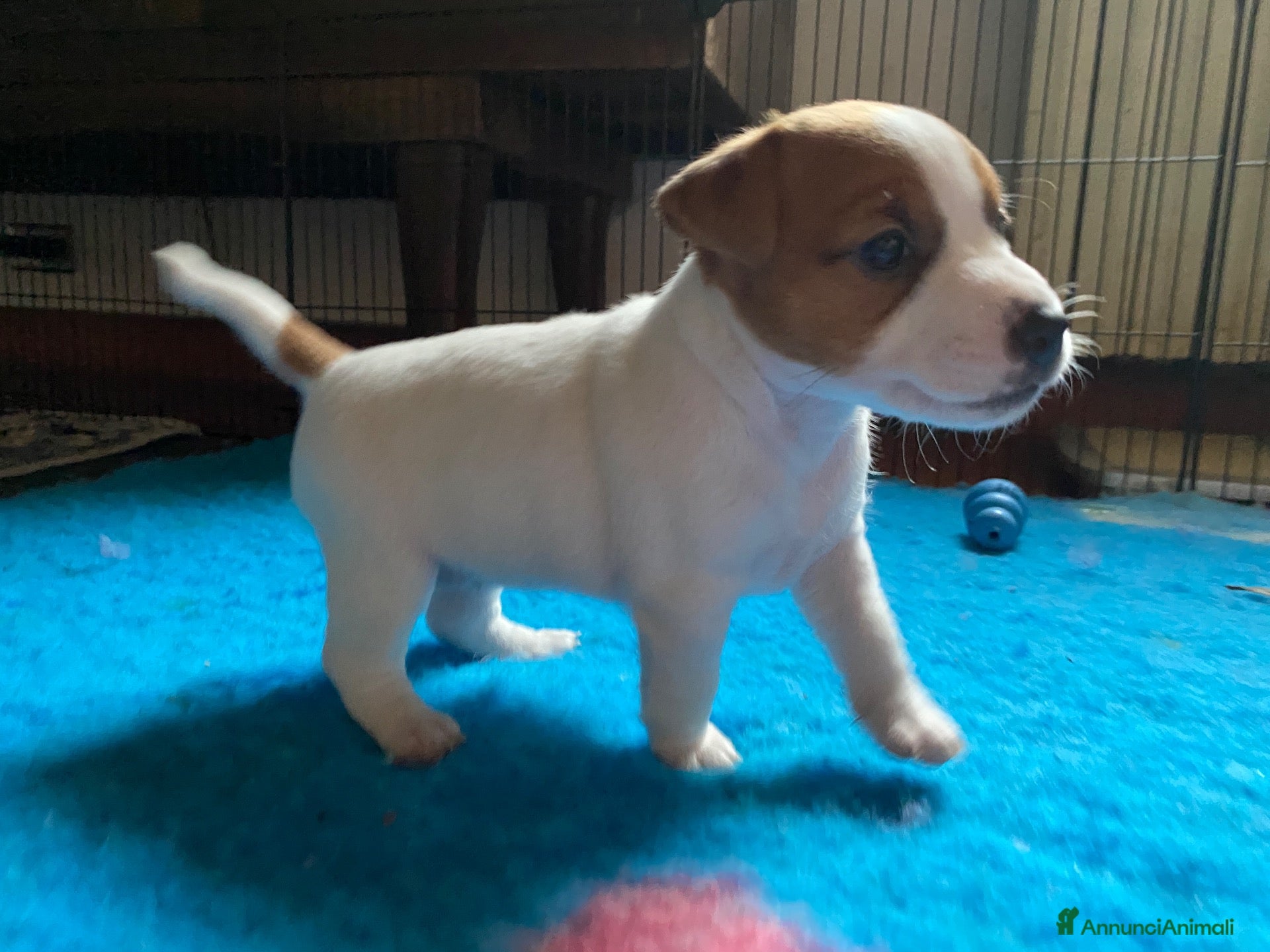 Jack Russell cani Jack Russell terrier pelo corto femmina pedigree - Annuncio 10