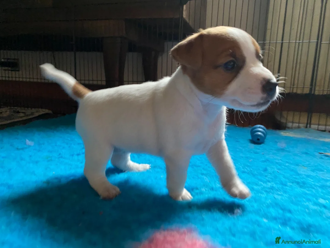 Jack Russell cani in vendita: Jack Russell terrier pelo corto femmina pedigree - Annuncio 1