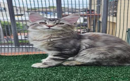 Maine Coon gatti in vendita: Cucciola maine coon - Immagine 6