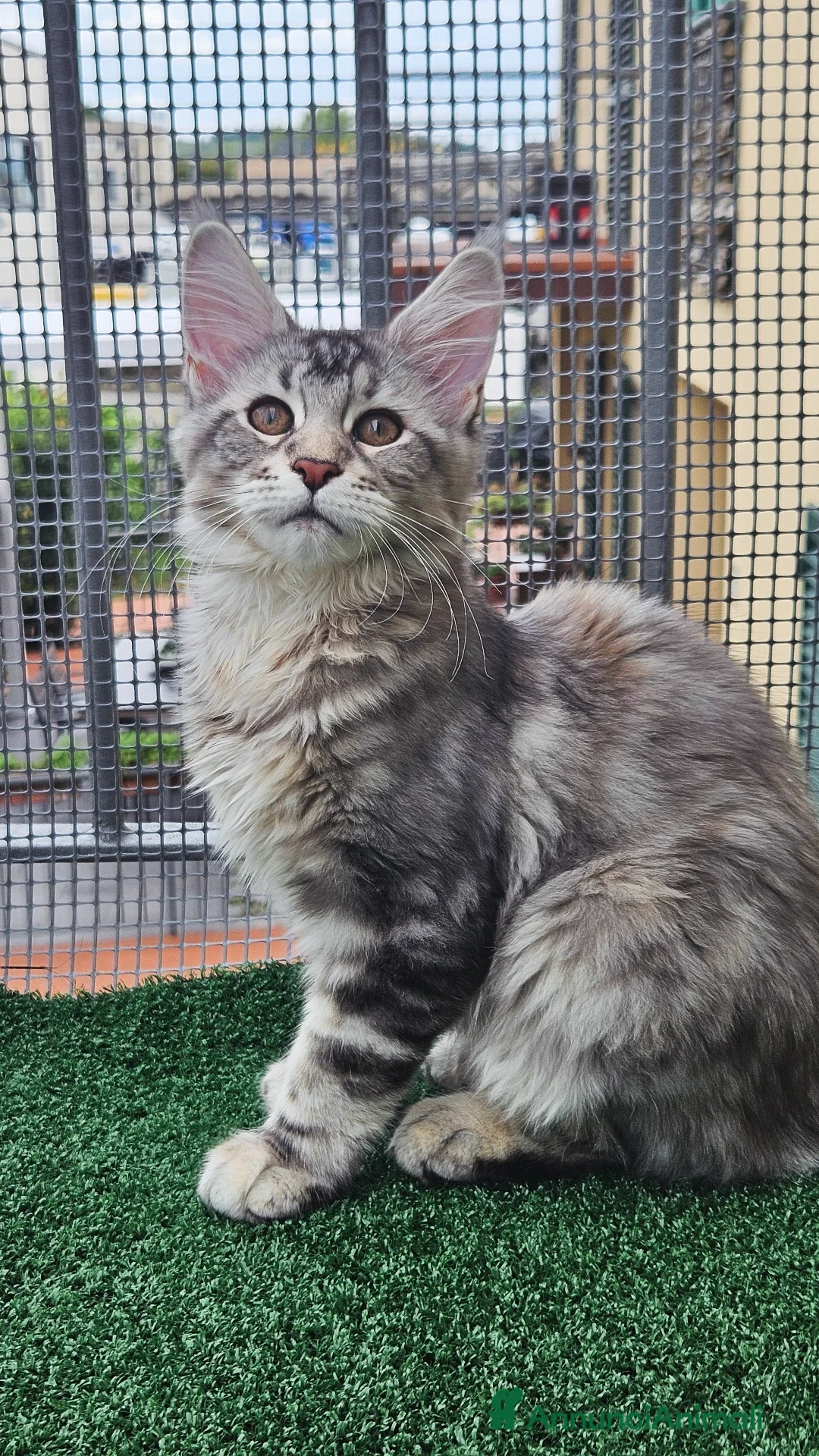 Maine Coon gatti in vendita: Cucciola maine coon - Annuncio 6