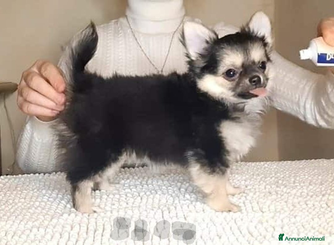 Chihuahua cani in vendita: Chihuahua pelo lungo pure razza  - Annuncio 5