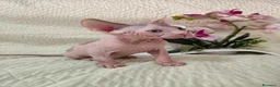 Sphynx gatti in vendita: Cuccioli di sphynx disponibile  - Annuncio 12