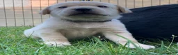 Labrador cani in vendita: Ultimo maschietto giallo di labrador retriever  a Provincia di Novara - Annuncio 2
