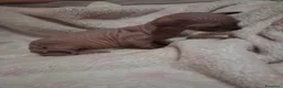 Sphynx gatti in vendita: VENDO GATTO SPHYNIX  - Annuncio 2