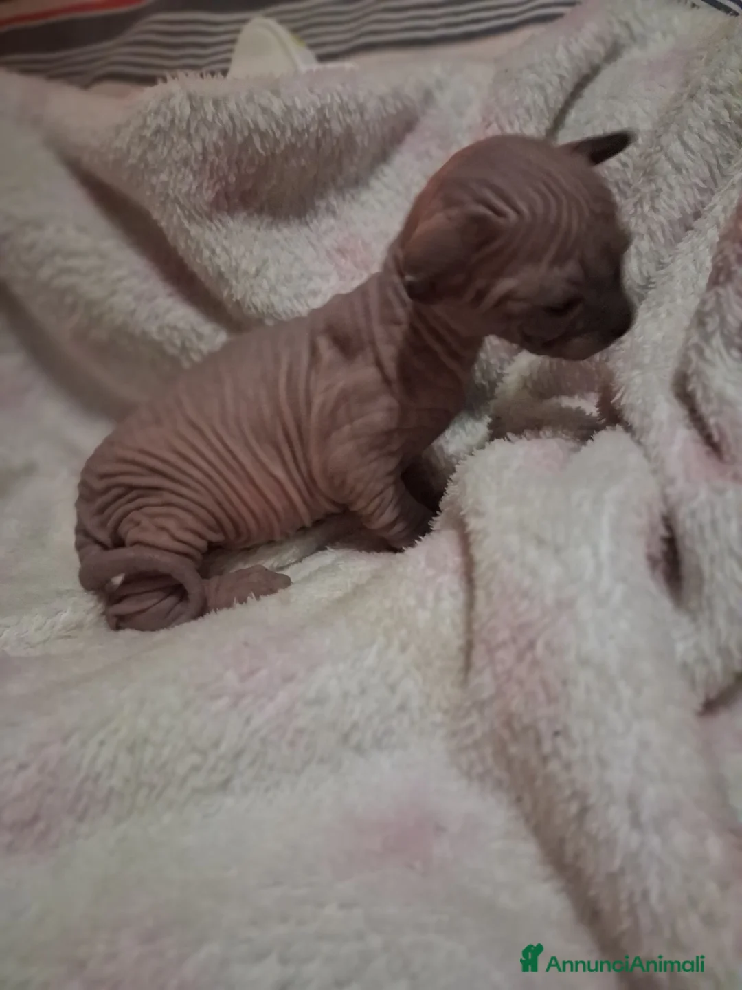 Sphynx gatti in vendita: VENDO GATTO SPHYNIX  - Annuncio 2