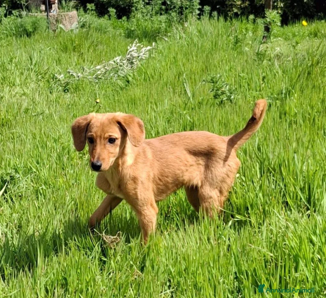 Meticcio cani in regalo: NOCCIOLA 🩷 - perché nessuno chiama per me?? 😞😢 a Provincia di Como - Annuncio 2