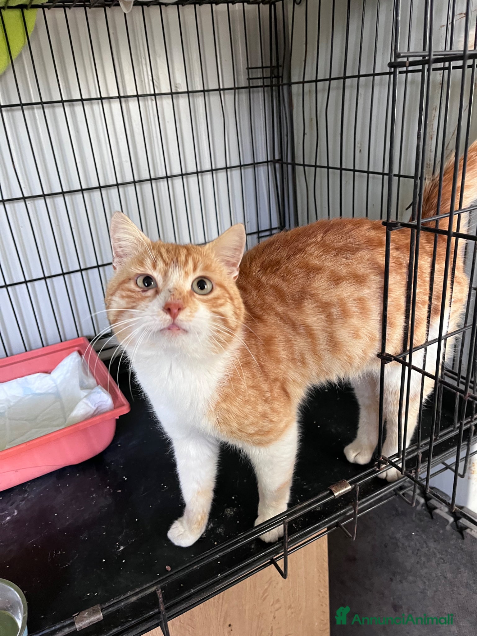 Europeo gatti Mango un gattino in cerca di famiglia  - Annuncio 6