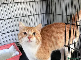 Europeo gatti Mango un gattino in cerca di famiglia - Annuncio 6