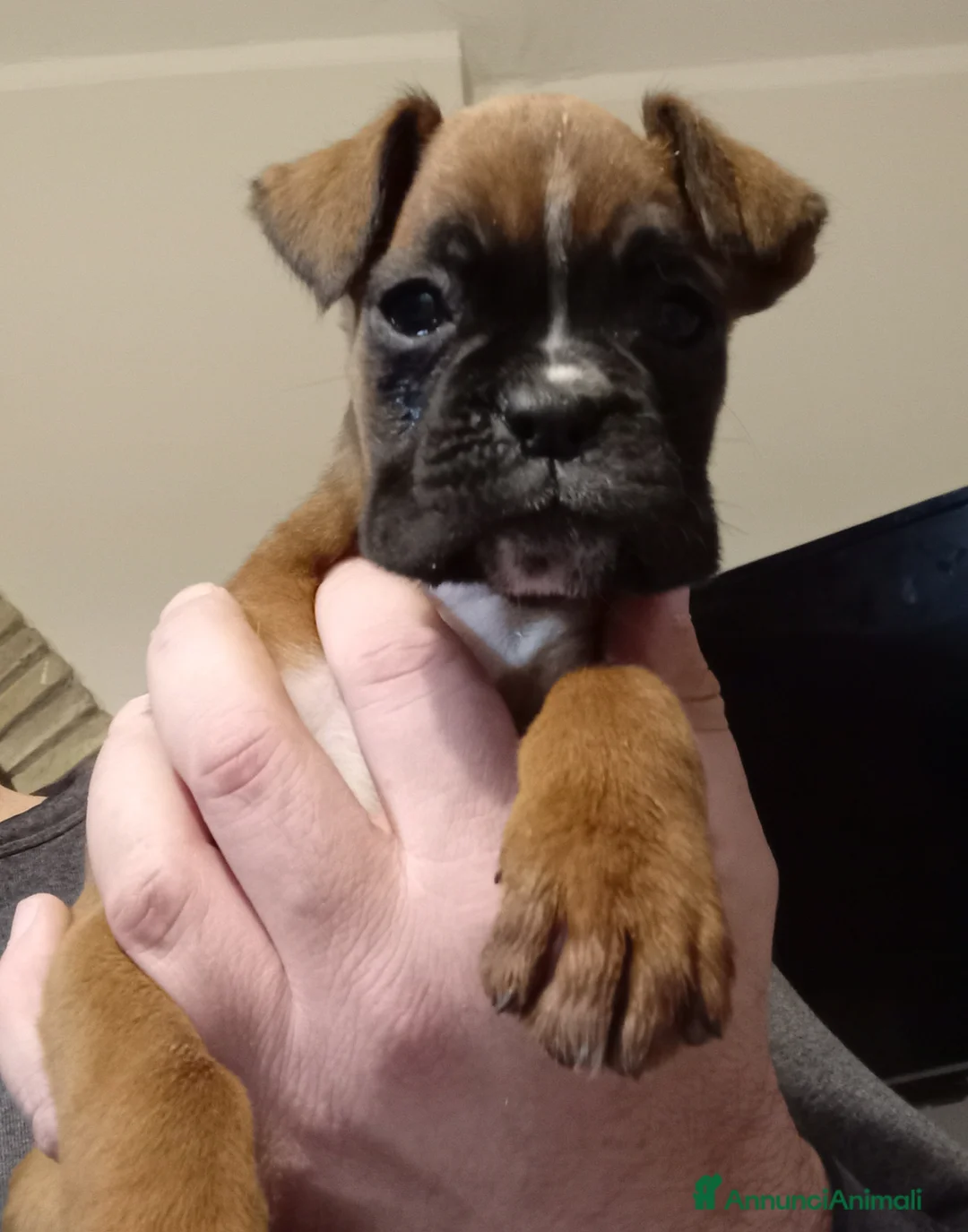 Boxer cani in vendita: Splendida Cucciola di Boxer - Annuncio 9