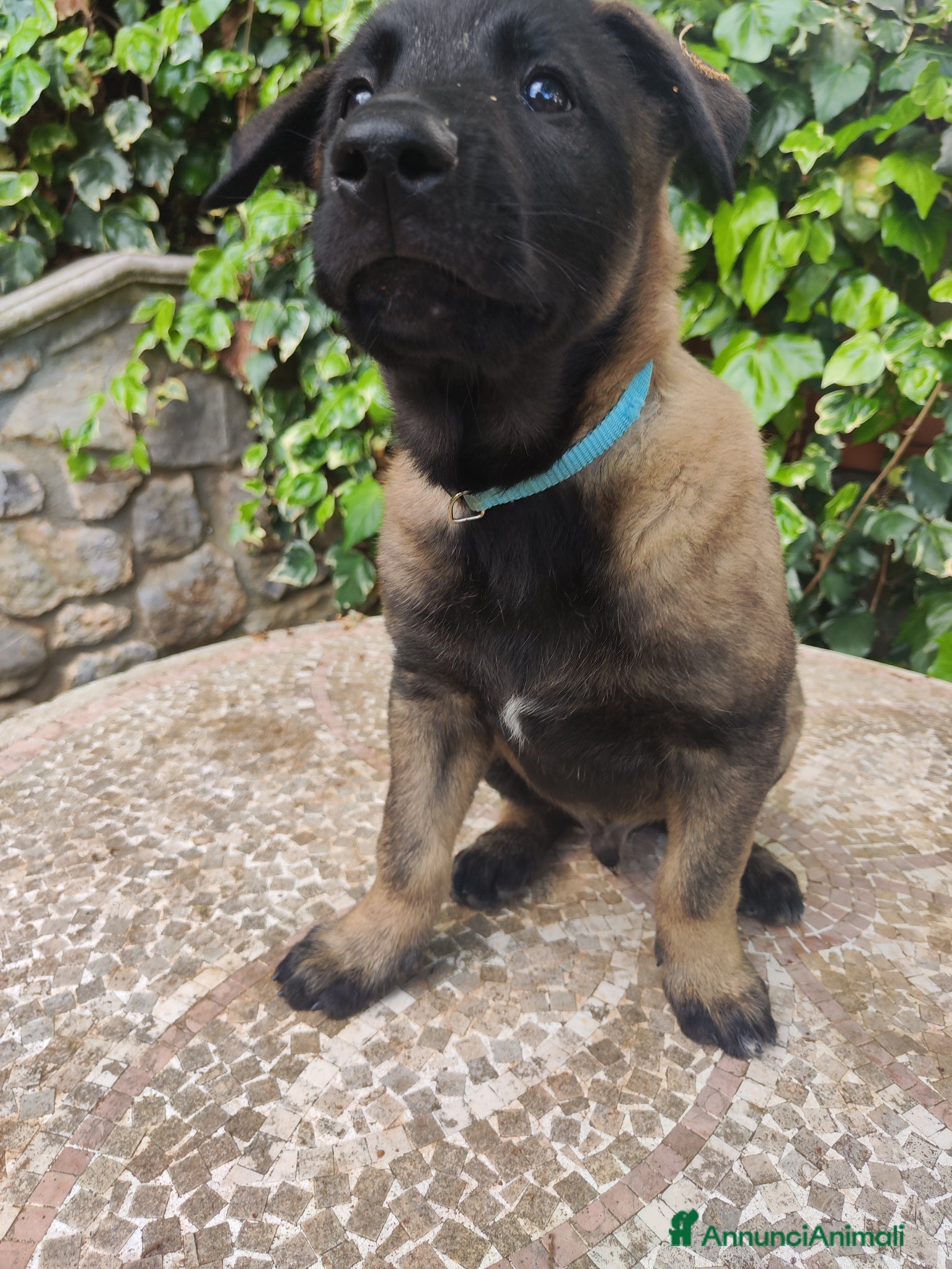 Pastore Belga cani Cuccioli Pastore Belga Malinois - Annuncio 2