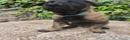 Pastore Belga cani in vendita: Cuccioli Pastore Belga Malinois a Provincia di Cosenza - Annuncio 2