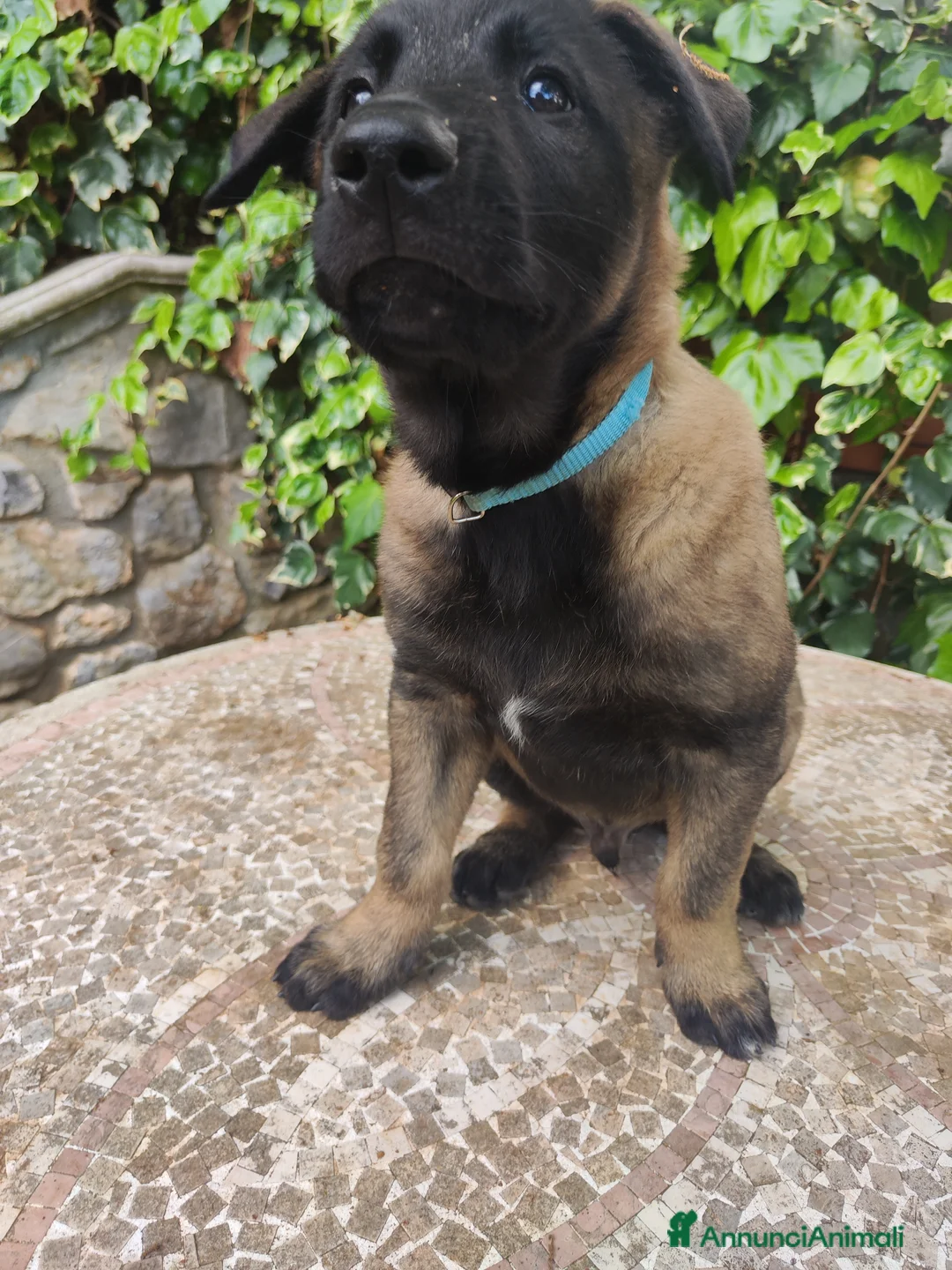 Pastore Belga cani in vendita: Cuccioli Pastore Belga Malinois a Provincia di Cosenza - Annuncio 2