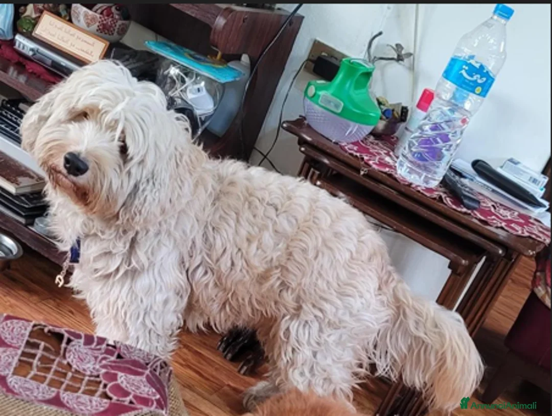 Barboncino cani in regalo: Splendido Barboncino - FLUFFY - Annuncio 4