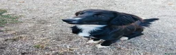 Meticcio cani in regalo: Cucciolo 8 mesi taglia contenuta  - Annuncio 3