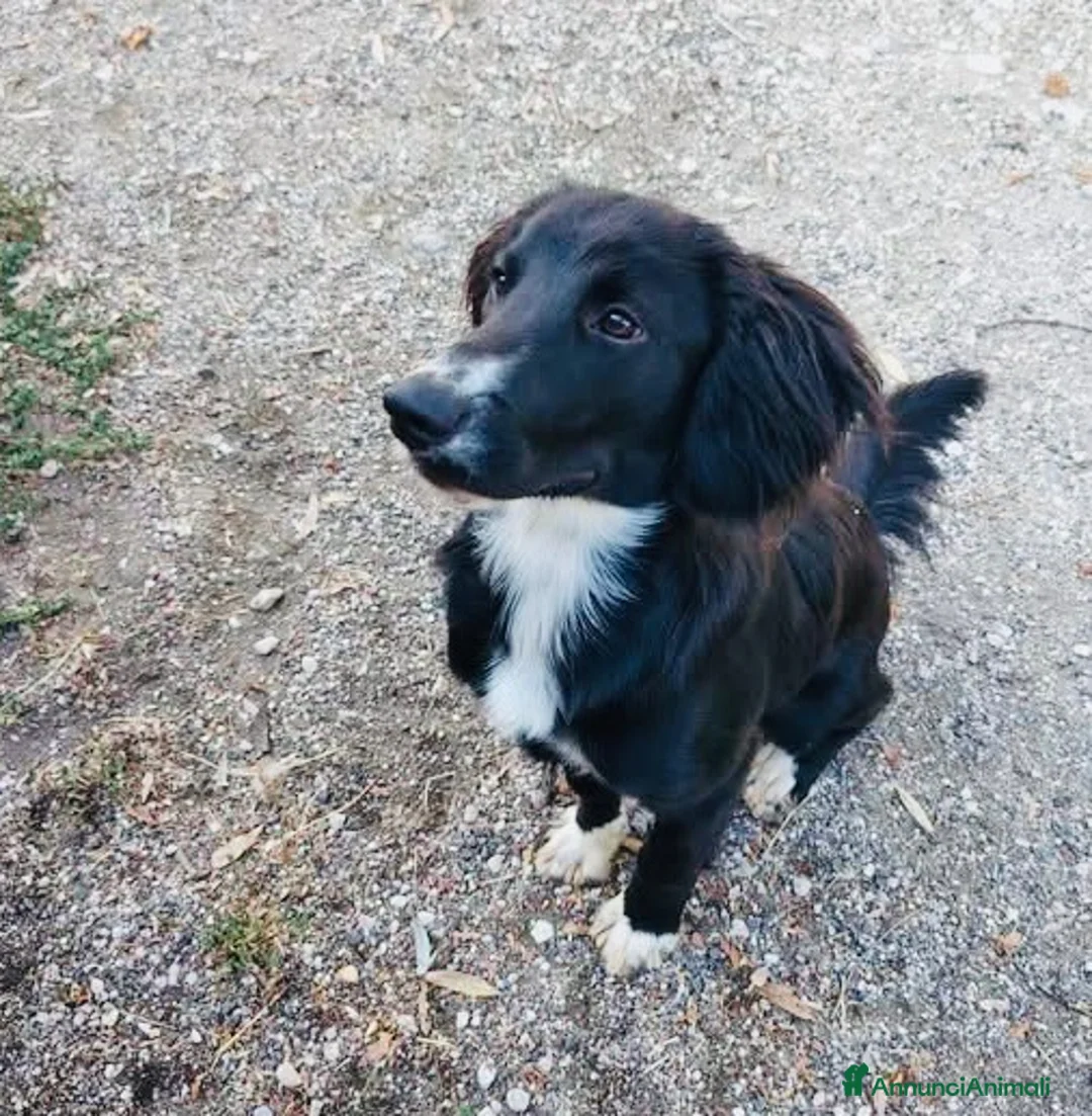 Meticcio cani in regalo: Cucciolo 8 mesi taglia contenuta  - Annuncio 3