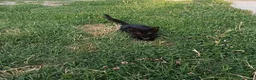 Meticcio gatti in regalo: Gattino nero  a Provincia di Padova - Annuncio 2