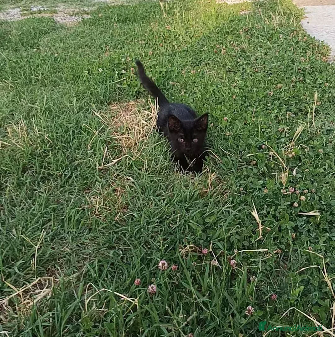 Meticcio gatti in regalo: Gattino nero  a Provincia di Padova - Annuncio 2