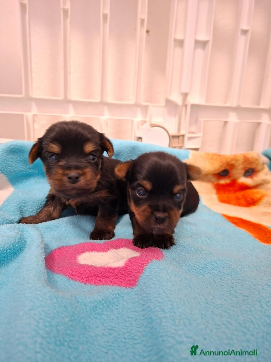 Yorkshire cani in vendita: Cuccioli yorkshire terrier  - Annuncio 2