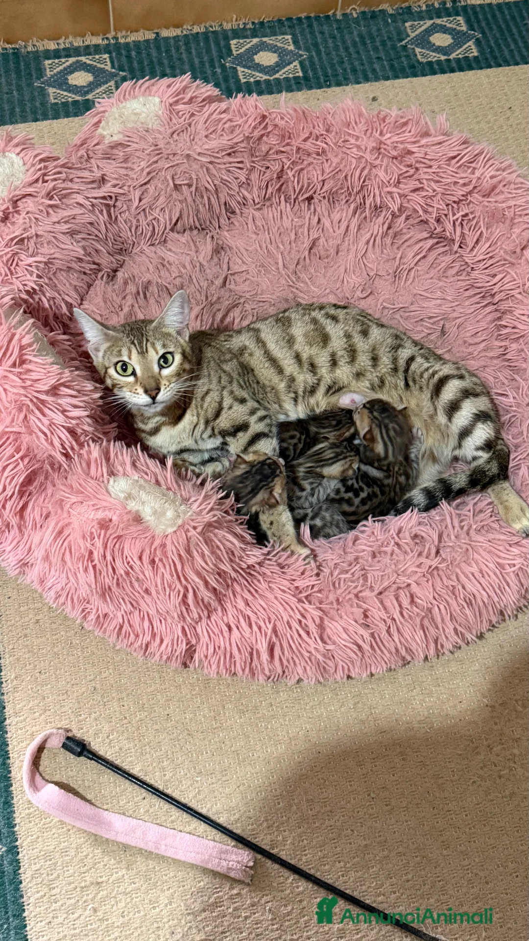 Bengala gatti in vendita: gatto bengala  - Annuncio 5