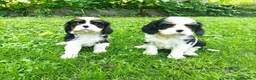Cavalier King cani in vendita: Cavalier king con pedigree alta genealogia a Provincia di Bergamo - Annuncio 8