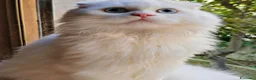 Scottish gatti in vendita: Valentino maschio e Vanilla femmina - Annuncio 8