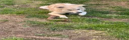 Meticcio cani in regalo: Rain cerca casa per sempre  a Provincia della Spezia - Annuncio 10