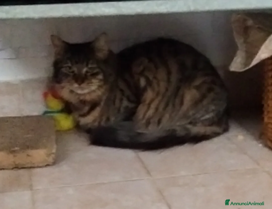 Meticcio gatti in regalo: Charlotte ed Anne, micine di 6 mesi cercano casa. - Annuncio 5