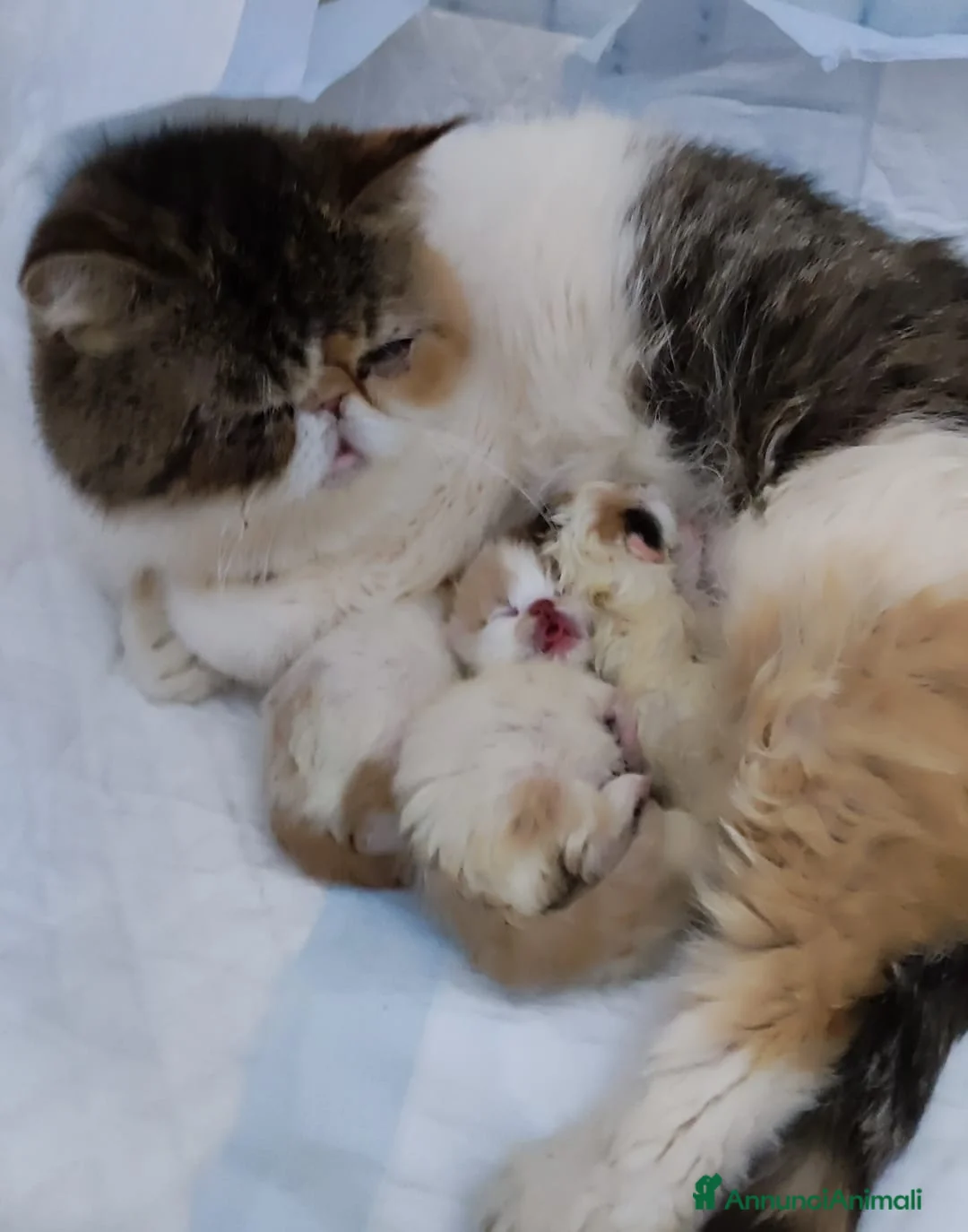 Persiano gatti in vendita: Persiano  a Città metropolitana di Milano - Annuncio 5