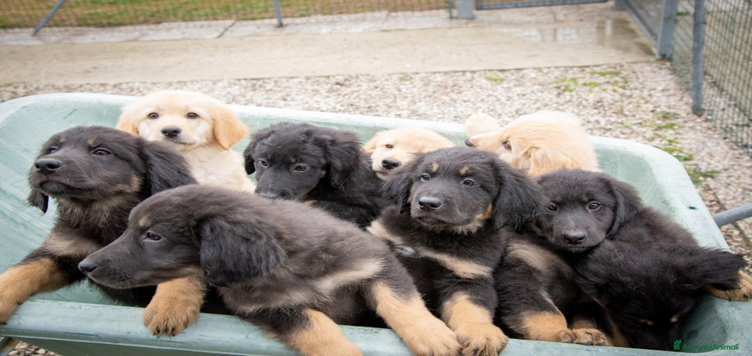 Immagine della galleria {{count}}