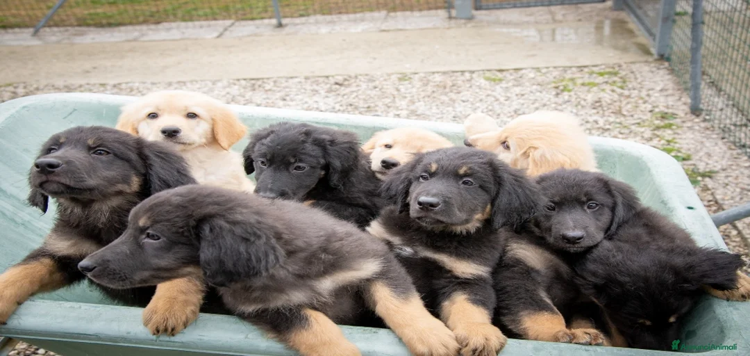 Immagine della galleria {{count}}